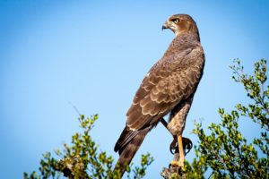 Bushnell Falcon