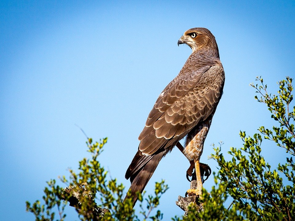 Bushnell Falcon