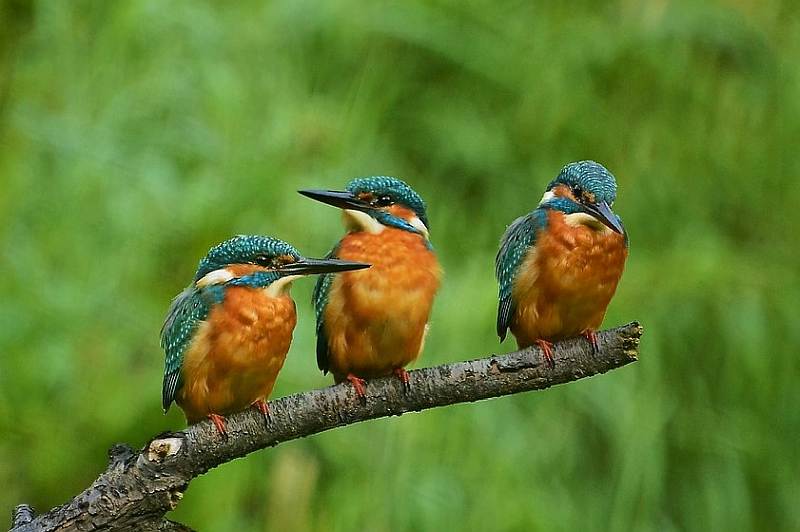 bird watching in the city avitourism