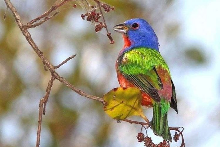 Painted Bunting